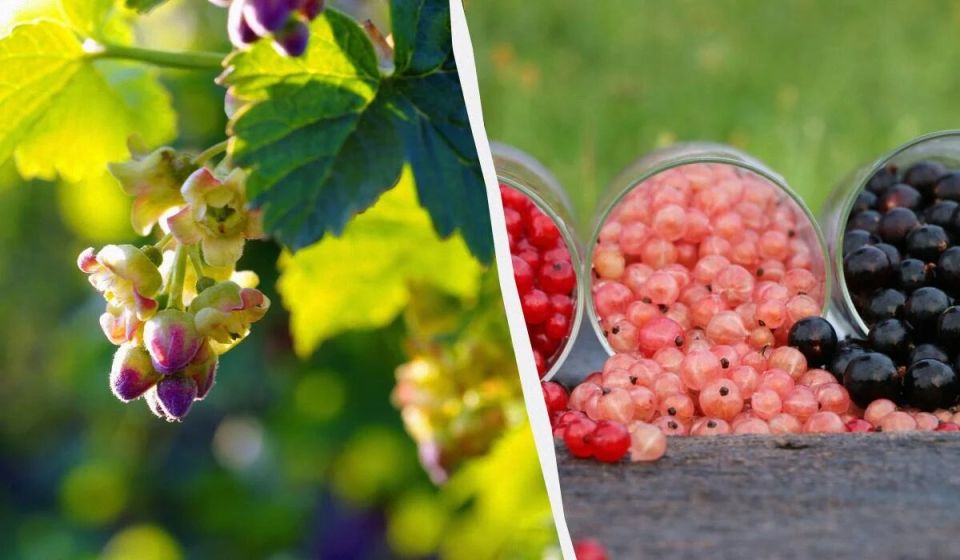 ������� ��������� ������: ����� �������� �������� ����� �� ����������