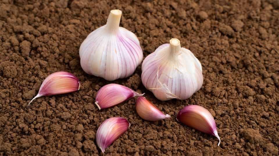 ��� ��������� ����������� ����� ��� ������� �������: ������� ������