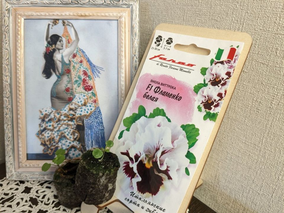 Семенной обман потребителя: сколько стоит вырастить анютины глазки?