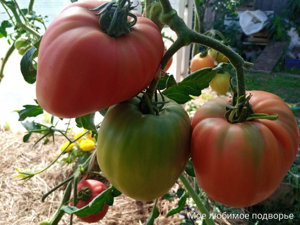 Томат Люсиль Тиллсон: привилегия для любителей урожайности и вкуса