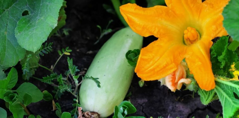 Как сохранить урожай кабачков: 8 органических рецептов для успешного лета