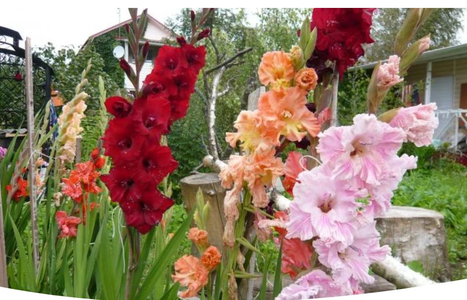 Когда и как правильно выкапывать гладиолусы для зимнего хранения