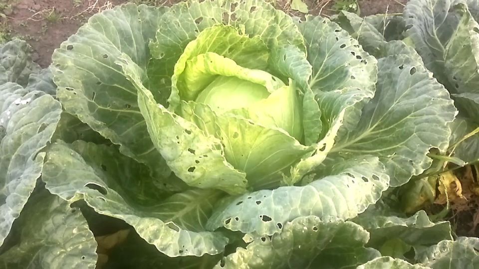 ��� ������� �������� ������� �� ���������� ��� �����