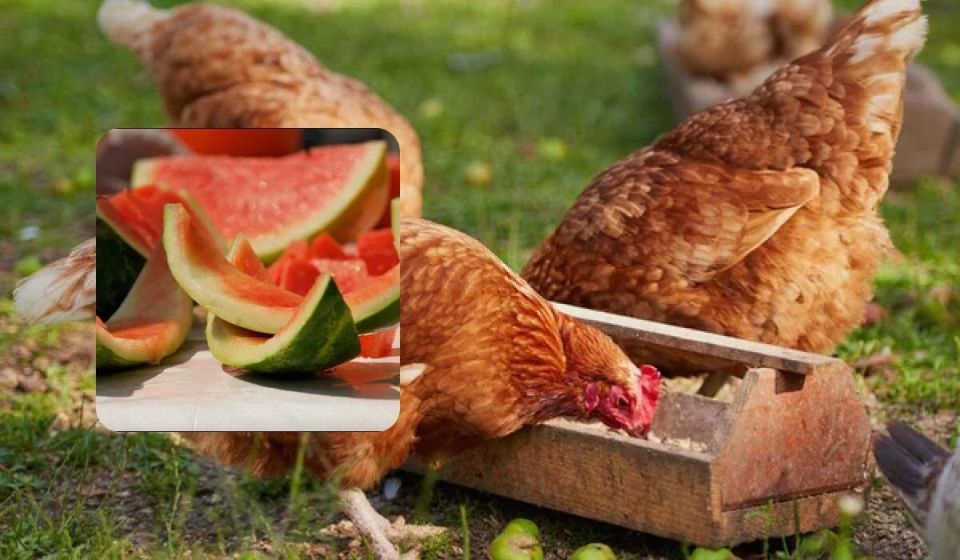 Как арбузная кожура может увеличить? яиц у ваших куриц