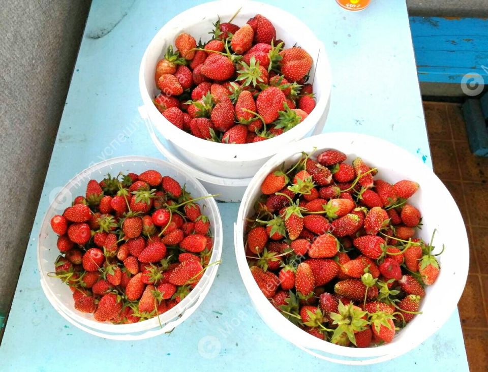 Готовим клубнику к весеннему пробуждению: советы для богатого урожая