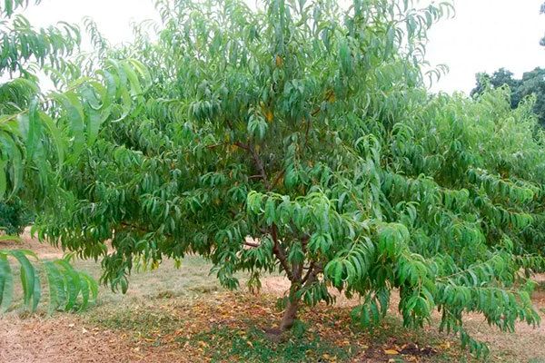 ������ �������: ��� ���������� � ����������� ����� � ����� ��������� ��������