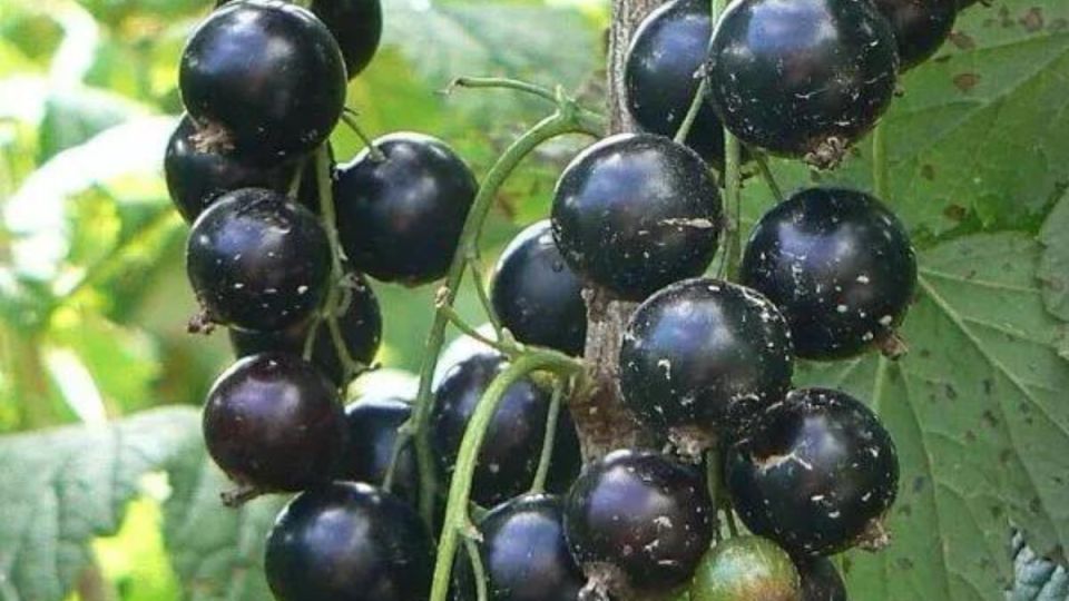 ��� ��������� ������������� ��������� � ��������� ��� �������� ������