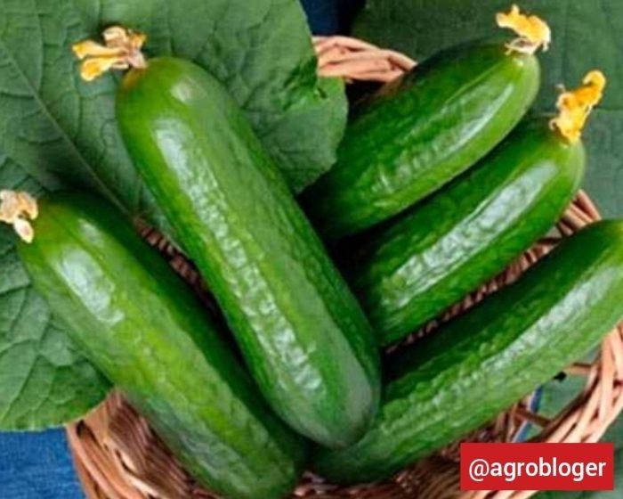 Огурец Кон Амор: секреты успешного выращивания раннего гибрида для теплиц