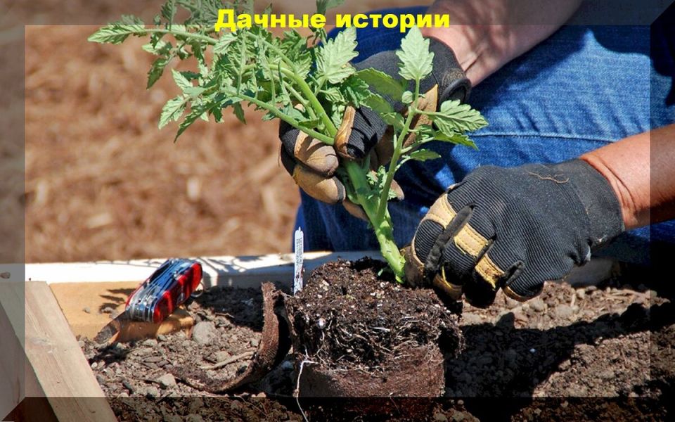 ��� ��������� �������� ������� �������: ������ ��� ��������� ������