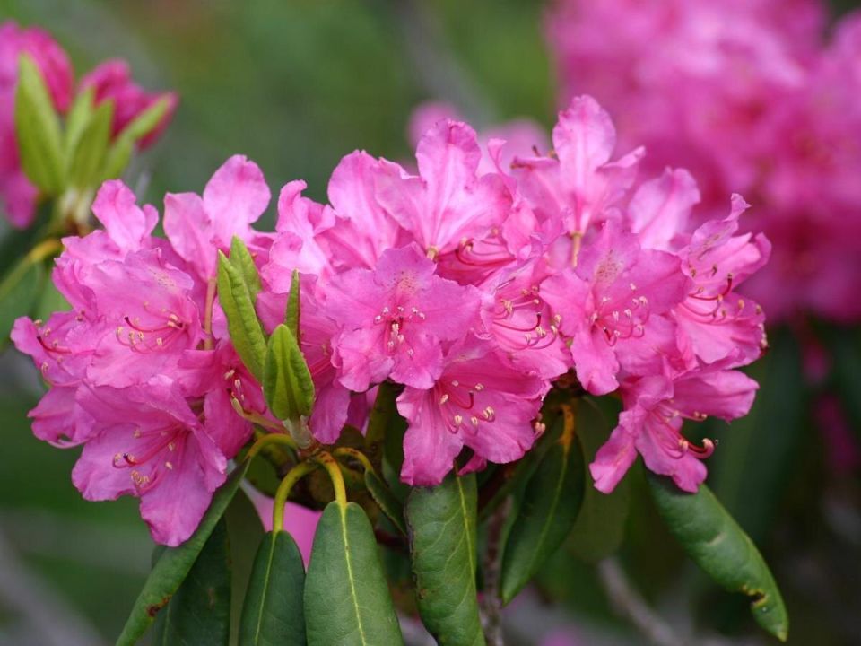 ��� ��������� �����������: ������� ��������� �������� ��� ������� ����