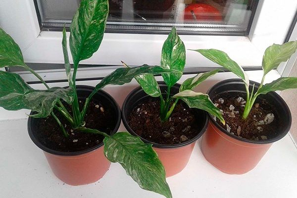 Как размножить спатифиллум: секреты успешного ухода и методы