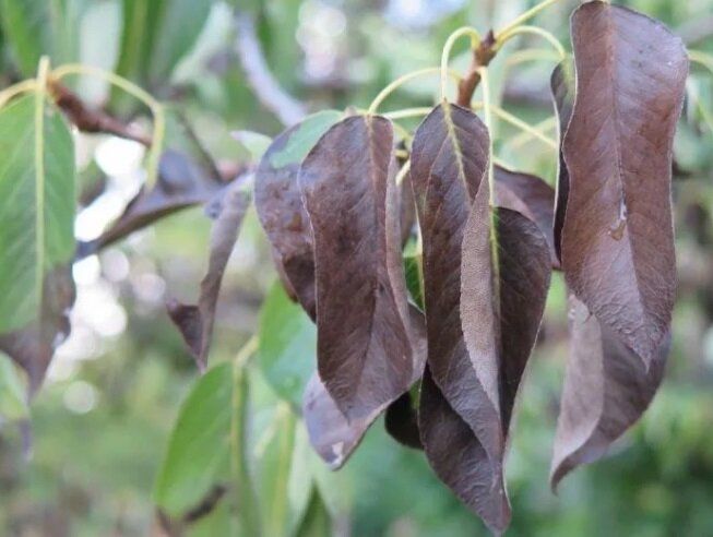 Как защитить яблони и груши от бактериального ожога: современные методы борьбы